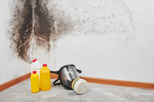 Attic Mold Removal in Cedar Hill, TX