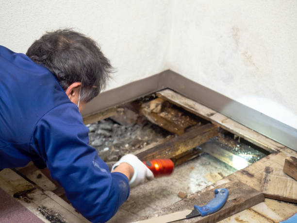Professional Mold Removal in Cedar Hill, TX