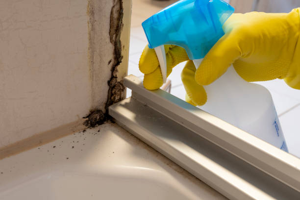 Home Mold Removal in Cedar Hill, TX