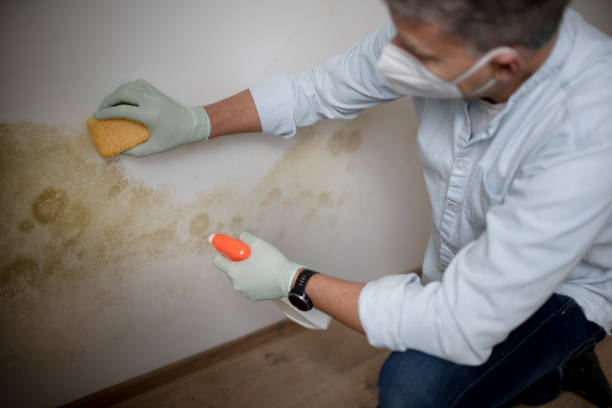 Best Mold Damage Repair  in Cedar Hill, TX