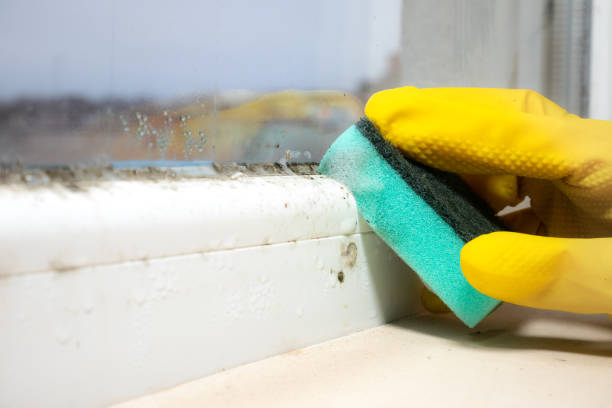 Best Commercial Mold Removal  in Cedar Hill, TX