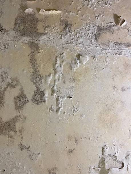 Best Same-Day Mold Removal  in Cedar Hill, TX