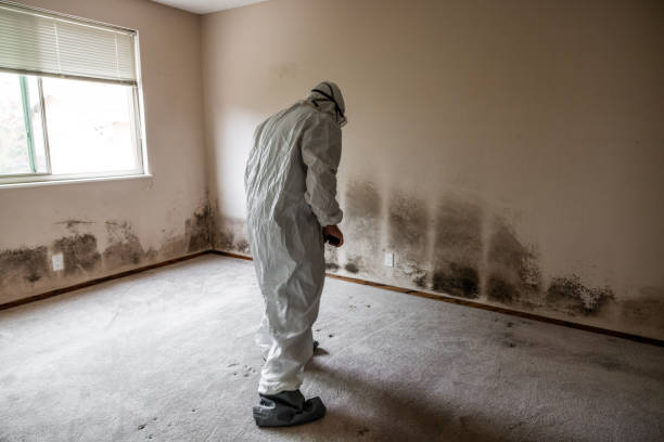 Best Crawl Space Mold Removal  in Cedar Hill, TX