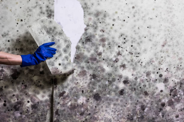 Best Emergency Mold Removal  in Cedar Hill, TX