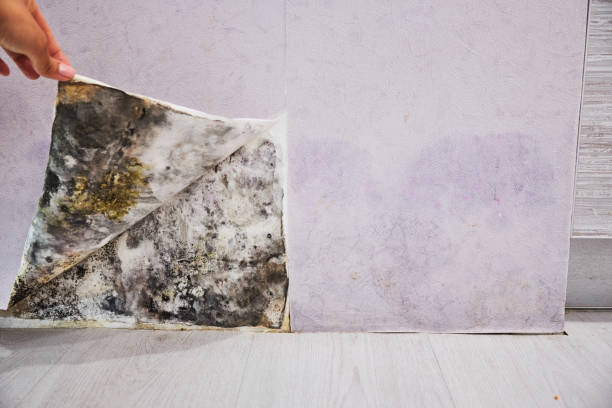 Best Office Mold Removal Services  in Cedar Hill, TX